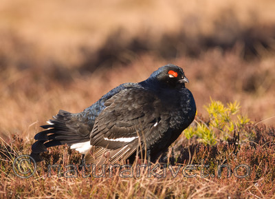 BB 08 0109 / Tetrao tetrix / Orrfugl